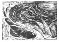 BARCELO : chaussure, lithographie