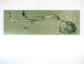 BARCELO : oignons, gravure
