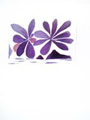 BRAQUE : fleurs, lettera amorosa