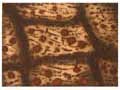 MUSIC : Terre d'Istrie, gravure