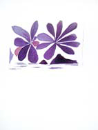 Georges Braque fleur de l'air
