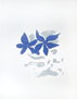 Georges Braque deux iris bleus, premier �tat