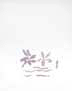 Georges Braque fleurs violettes, �tat 1