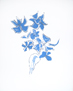 Braque le giroflee bleu, premier �tat