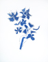 Braque le giroflee bleu deuxi�me �tat