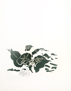 Georges Braque le liseron vert, premier �tat